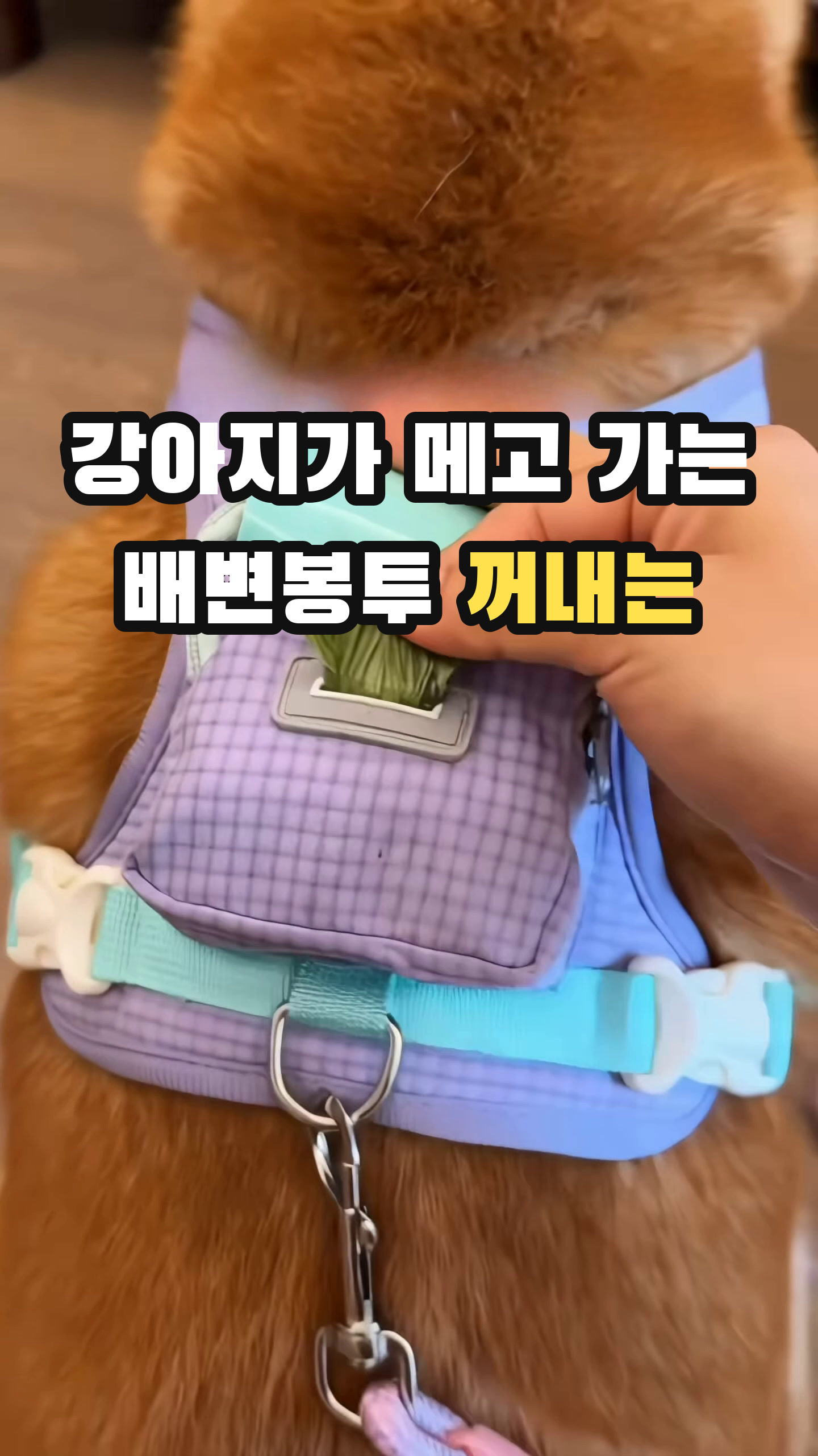 자기 간식은 자기가 메고 산책 🎒